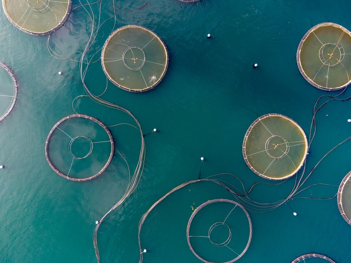 Vista aérea de centros de cultivo acuícola